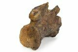 Fossil Tyrannosaur Caudal Vertebra - Judith River Formation #343139-3